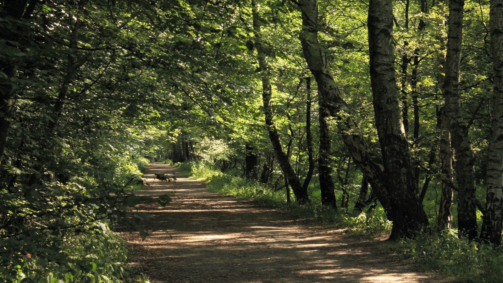  Naturschutzgebiet Raakmoor 