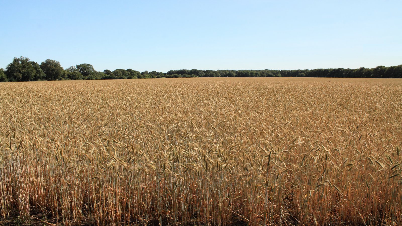  wo ist das Bett ? - im Kornfeld 