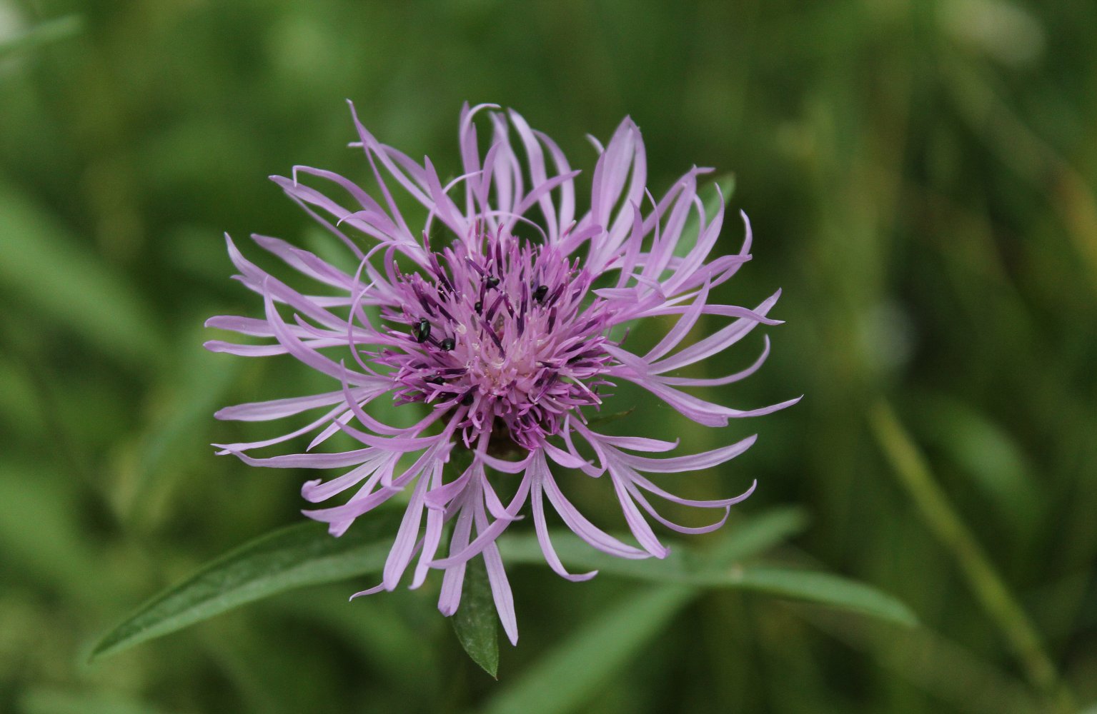  Blume mit Käfern 