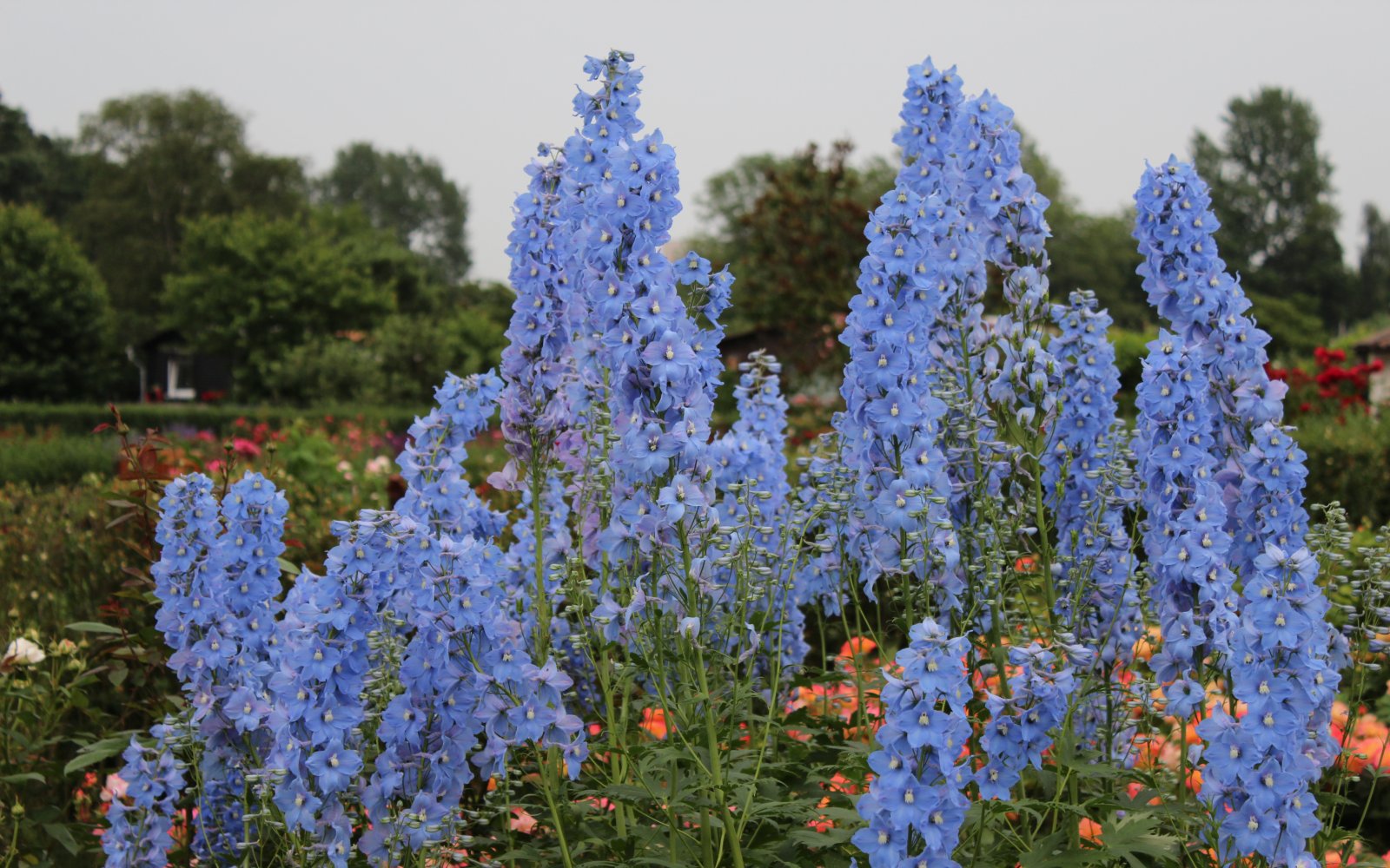  Internationale Garten Schau 