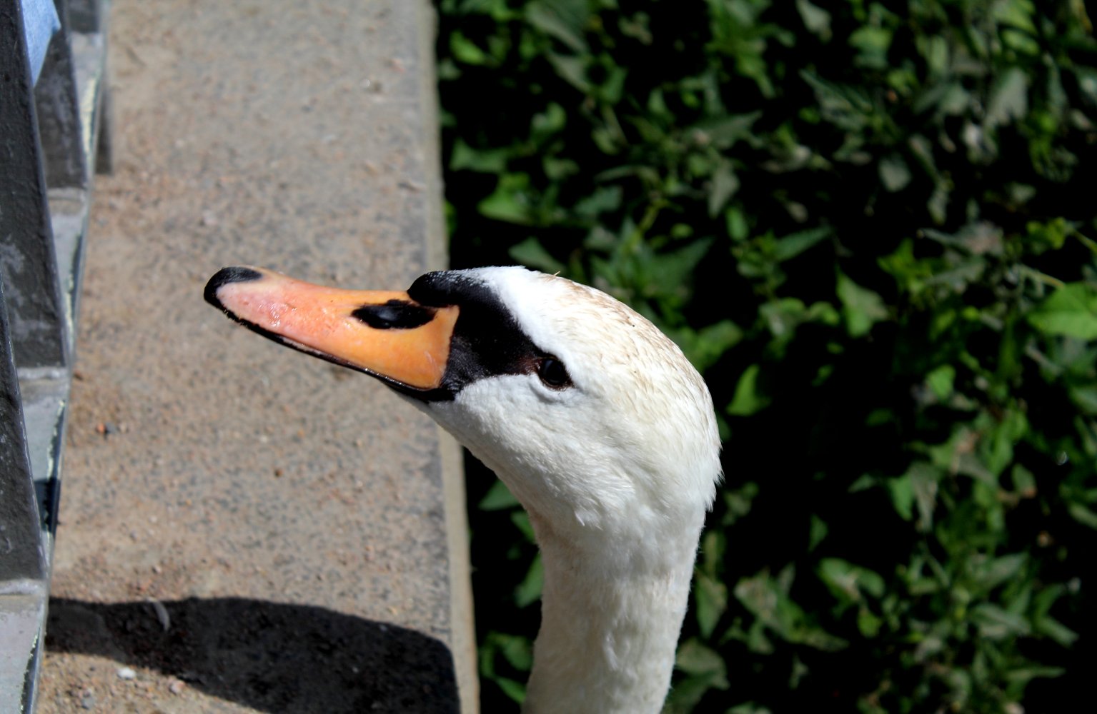  neugieriger Schwan 