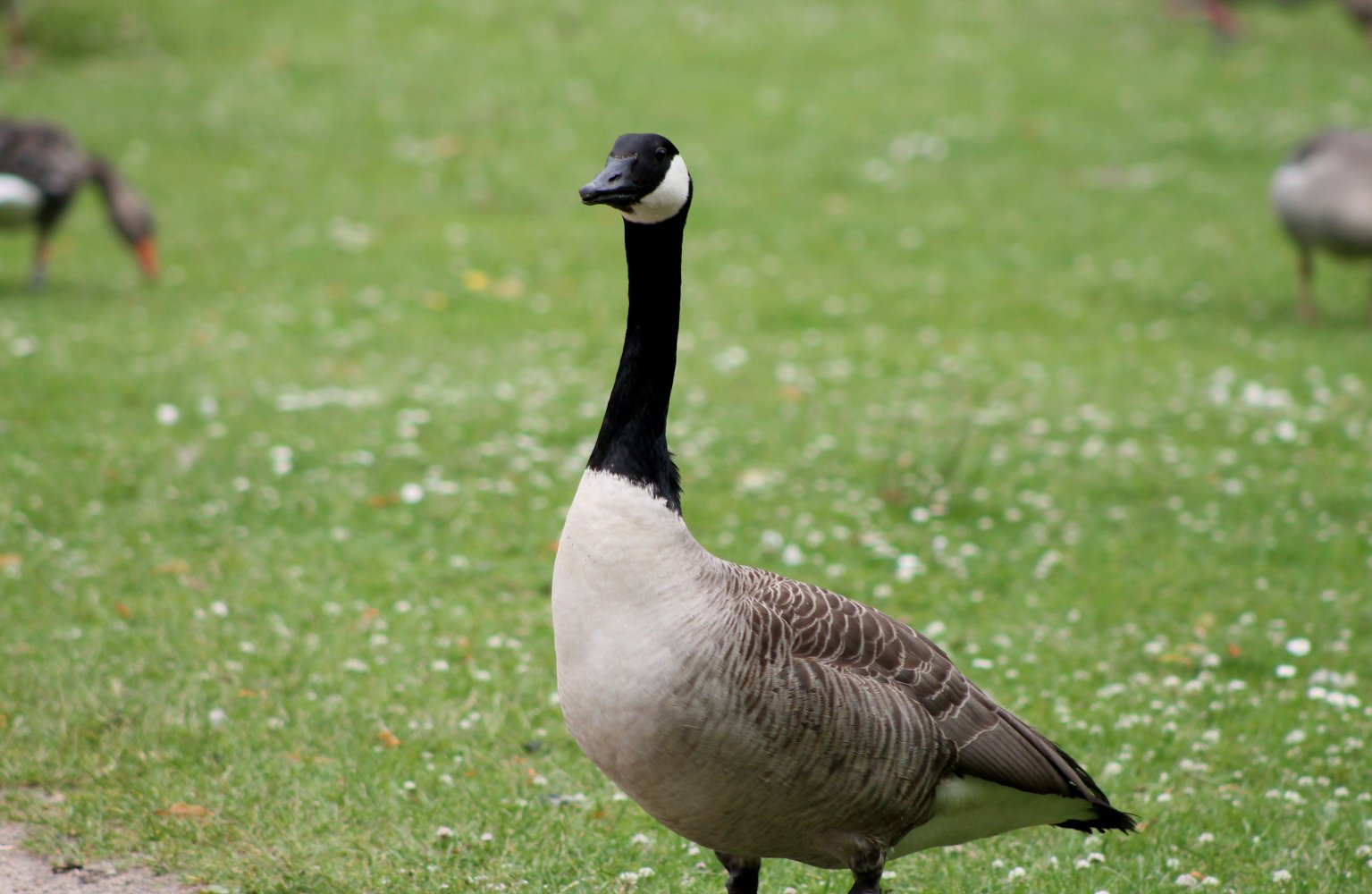  Gans auf Wiese 