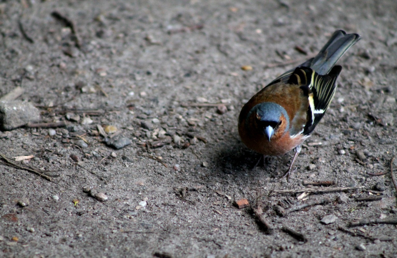  was guckst du ? 