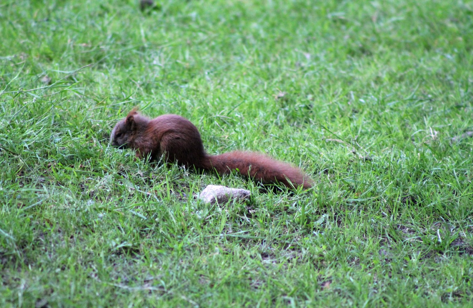  Eichhörnchen auf der Wiese 