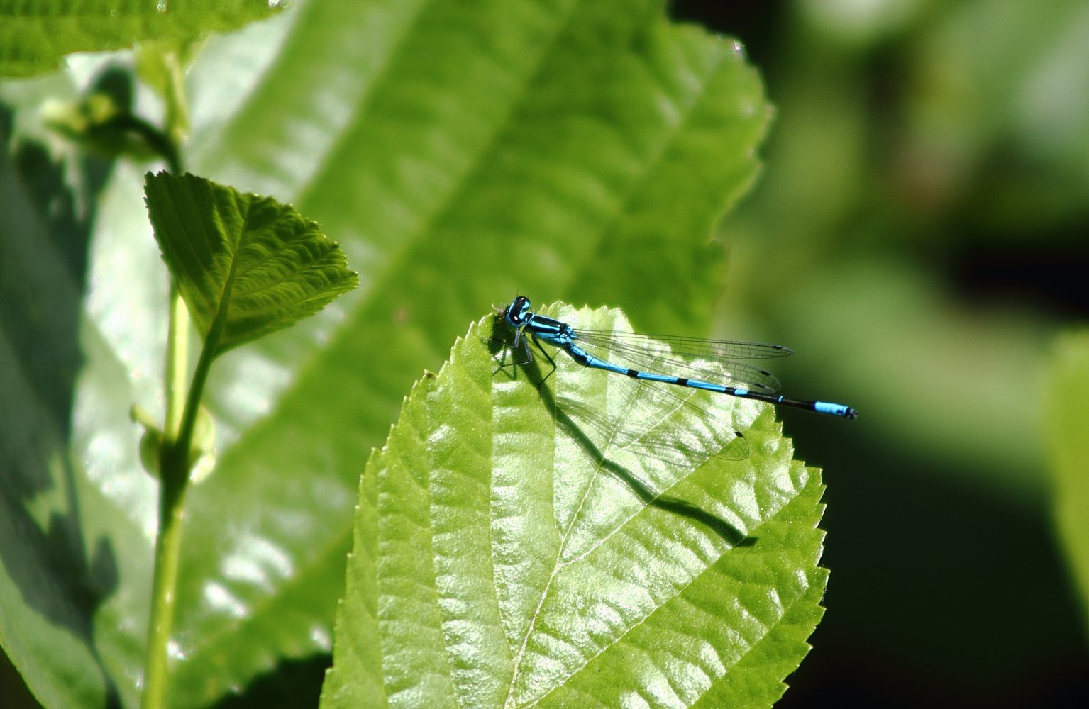  Libelle auf Blatt 