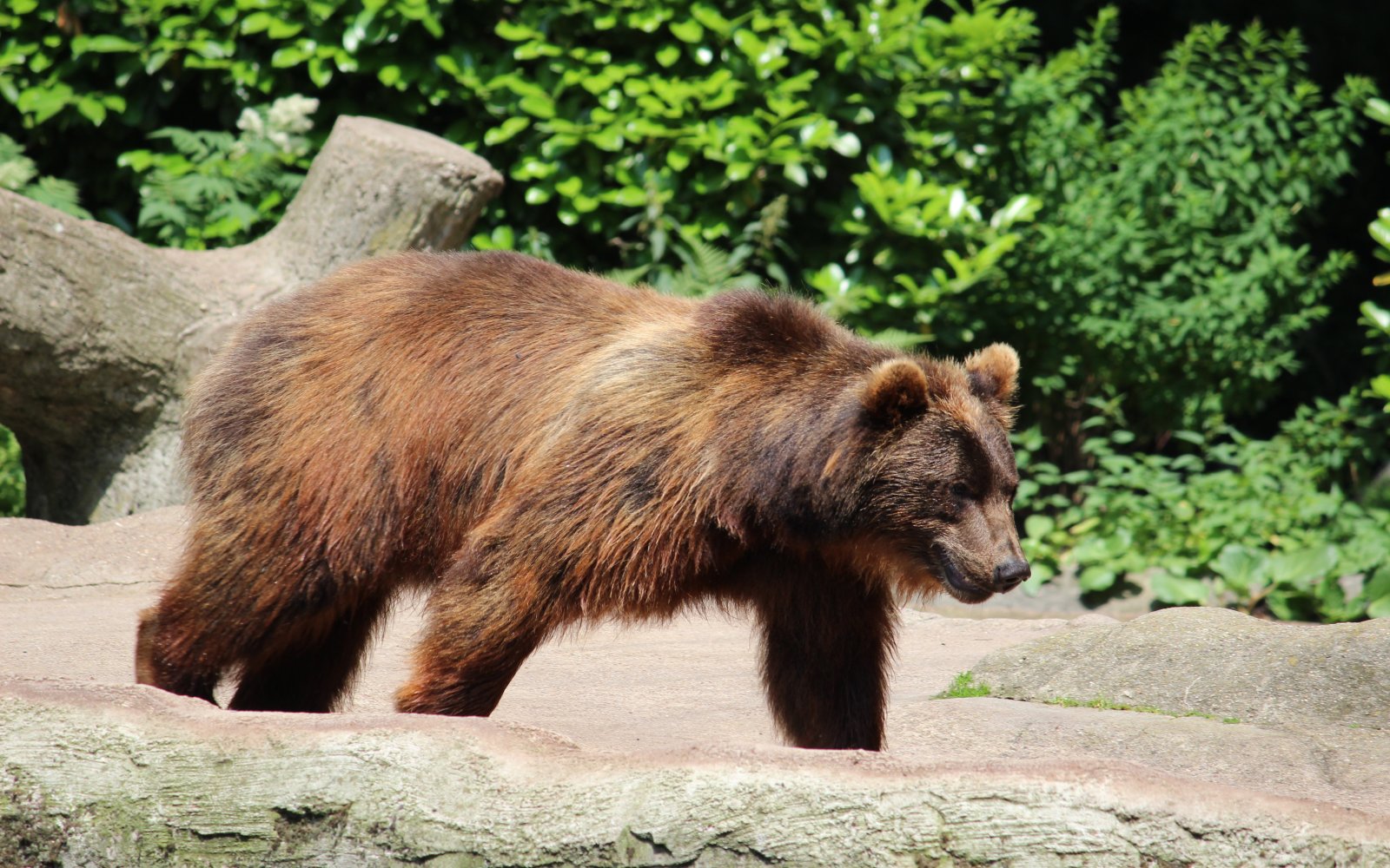  Hagenbecks Tierpark 