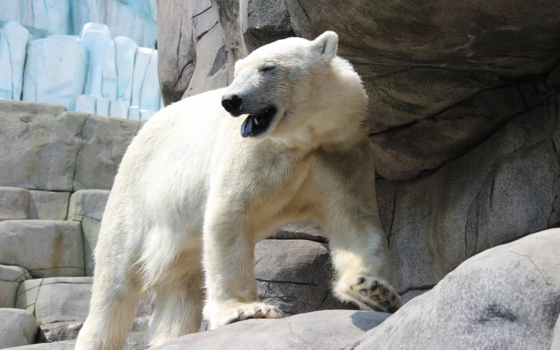  Hagenbecks Tierpark 