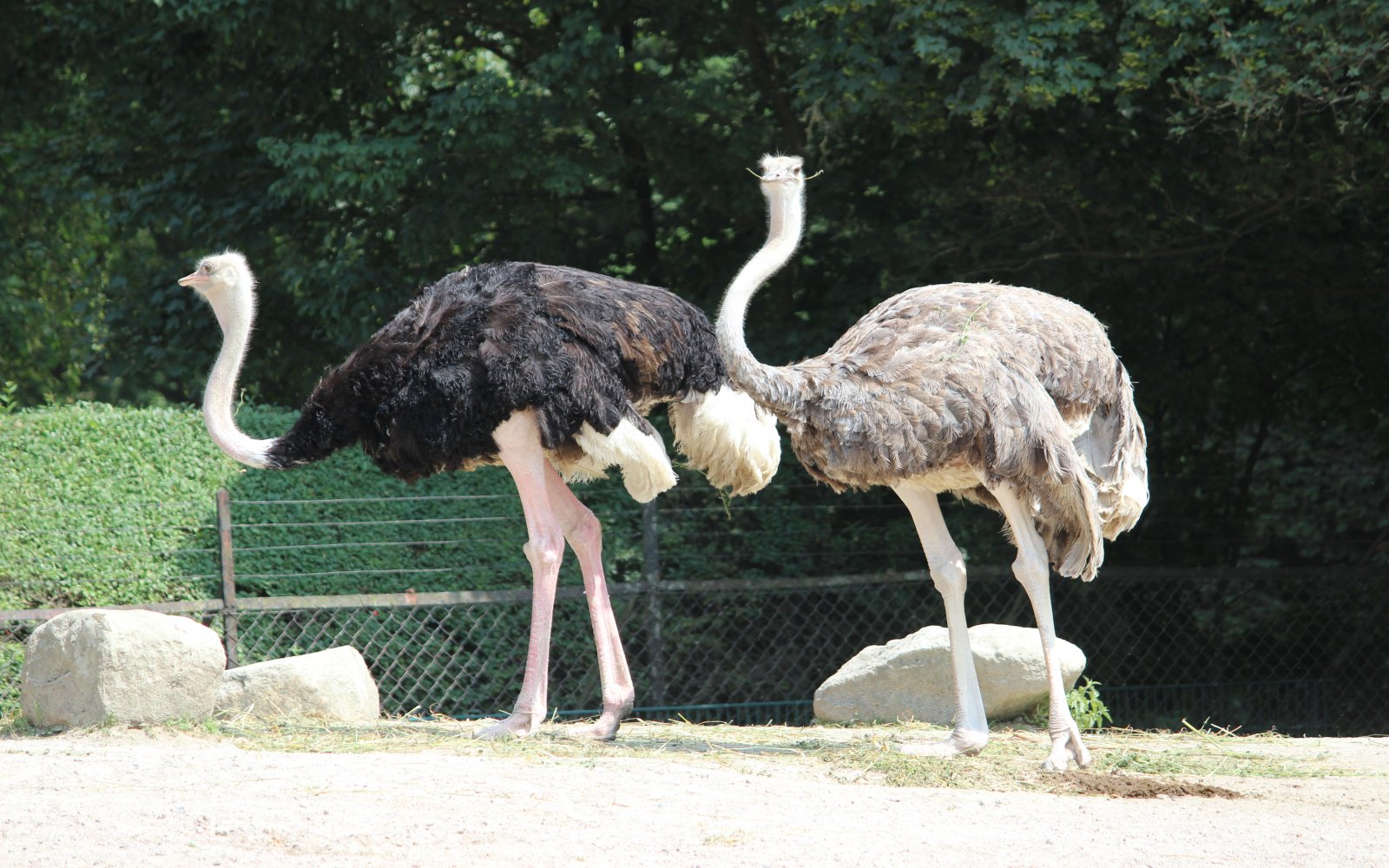  Hagenbecks Tierpark 