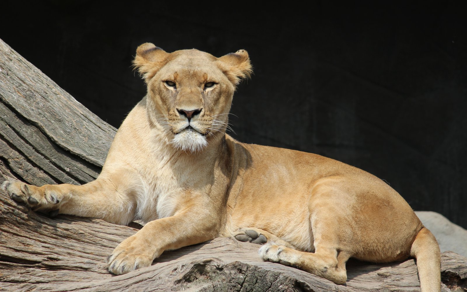  Hagenbecks Tierpark 