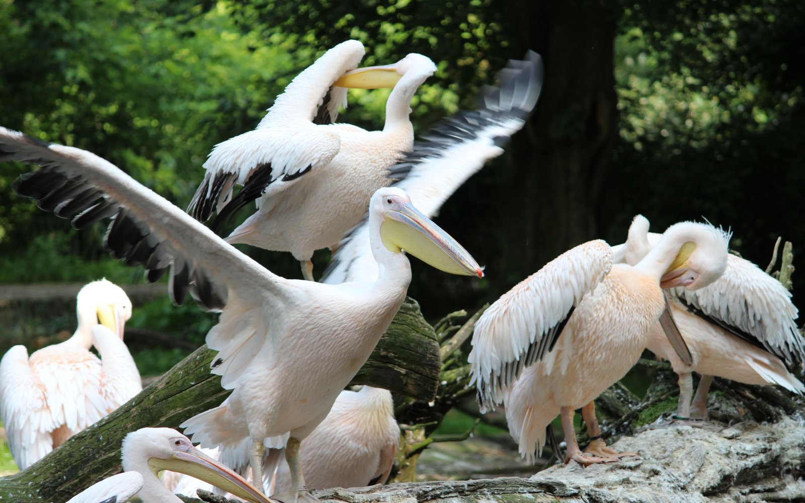  Hagenbecks Tierpark 