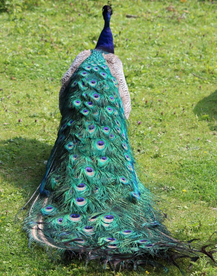  Hagenbecks Tierpark 