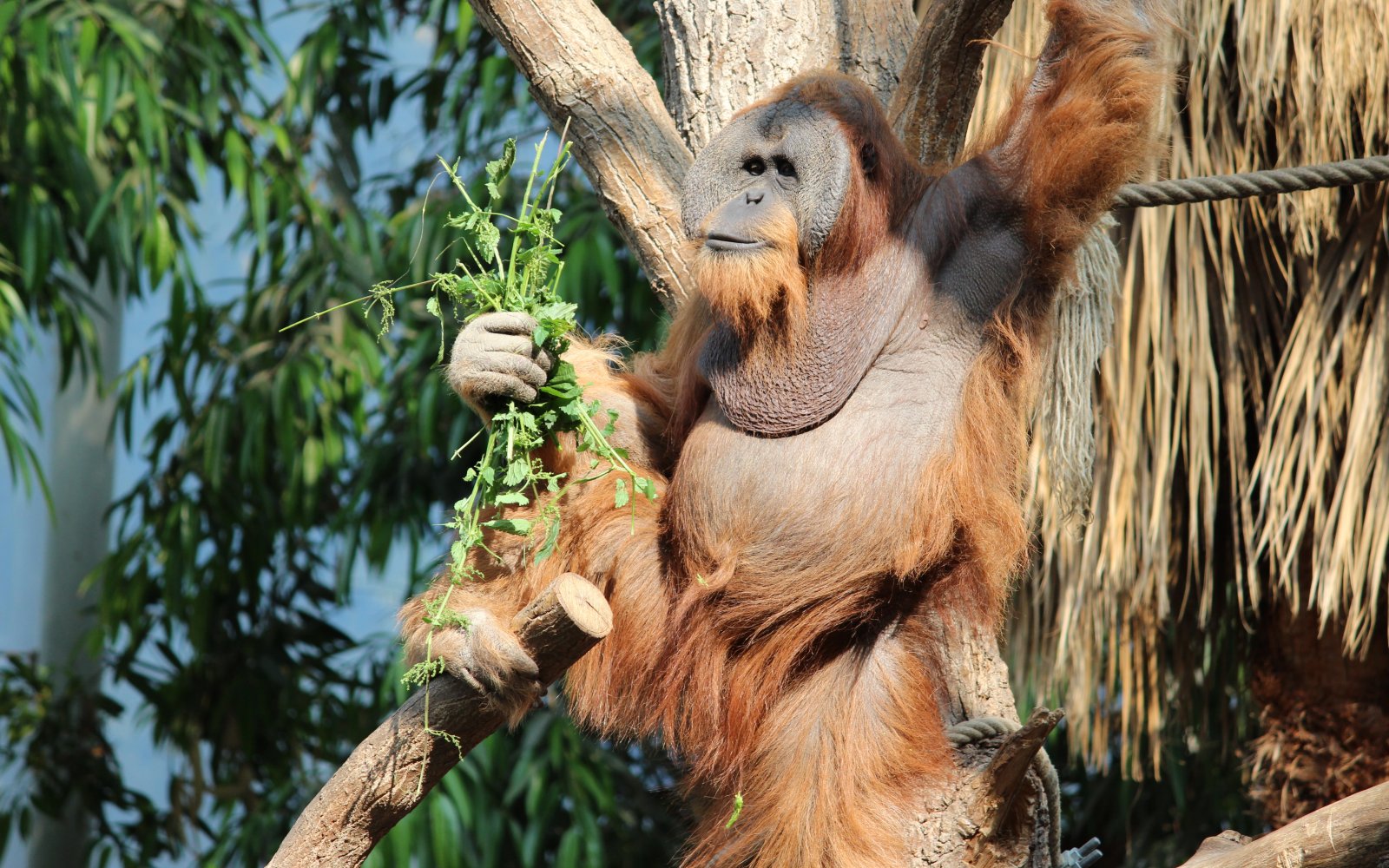  Hagenbecks Tierpark 